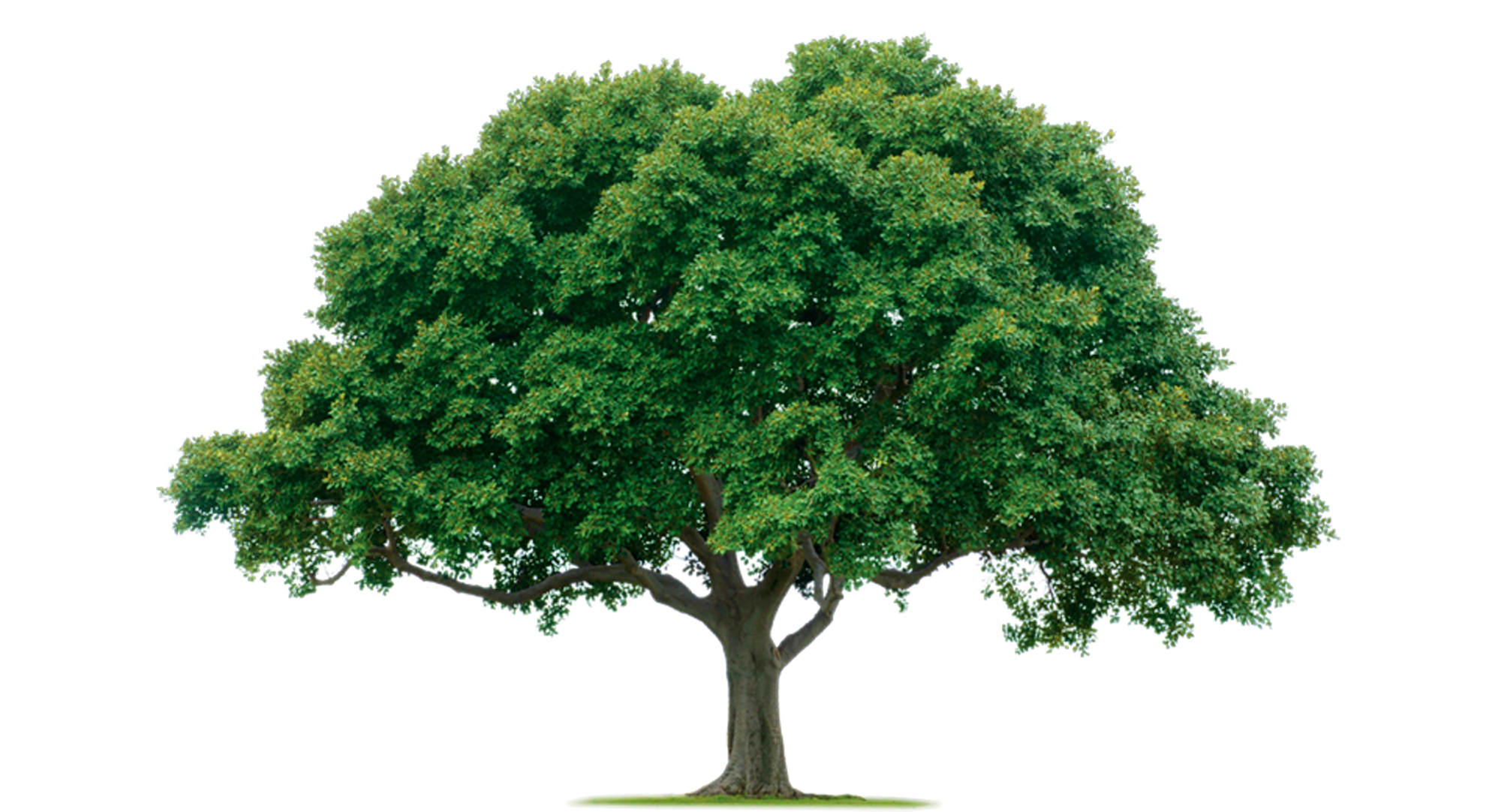tree image